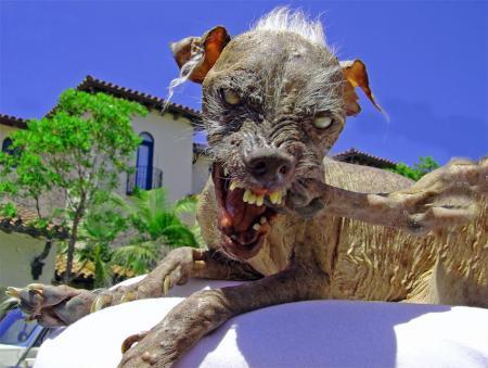cet mon chien